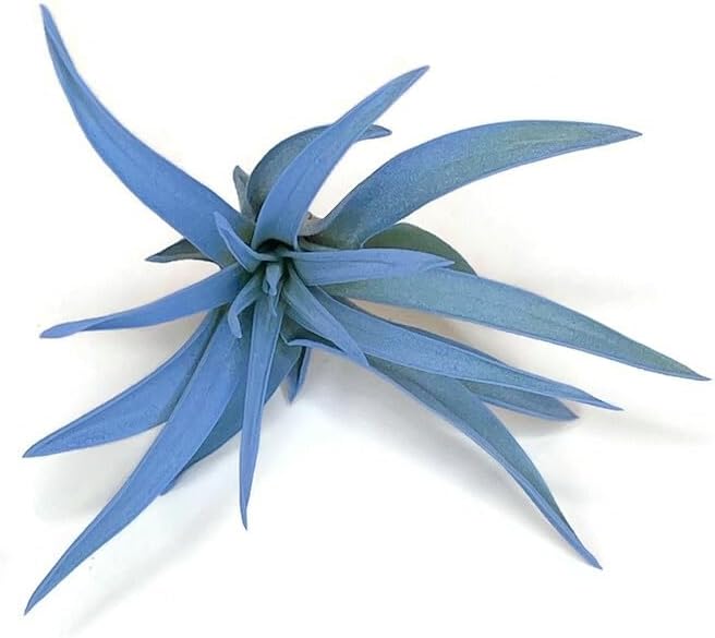 Colored Capitata Air Plant, Tillandsia, Airplant, Air Purification, House Plant, Home Decor & Gift, Live Plant (Light Blue)
