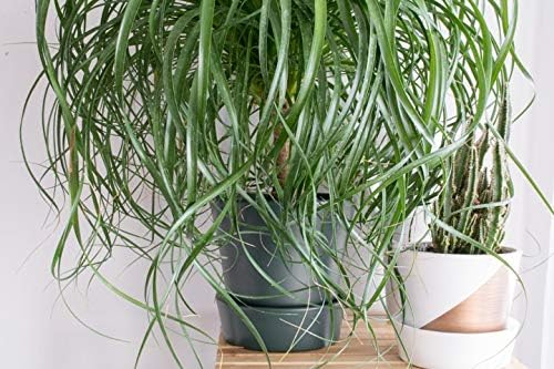 Ponytail Palm - Live Plant in a 6 Inch Growers Pot - Beaucarnea Recurvata - Beautiful Clean Air Indoor Succulent Houseplant