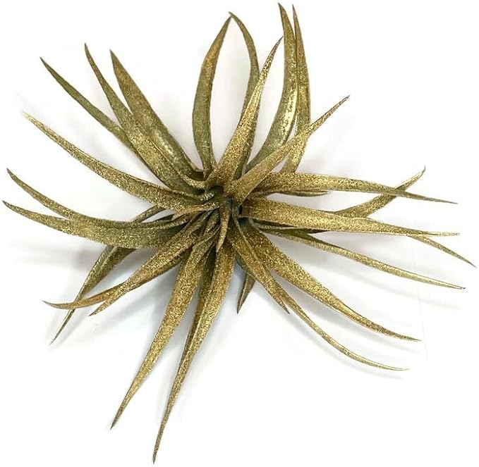 Colored Capitata Air Plant, Tillandsia, Airplant, Air Purification, House Plant, Home Decor & Gift, Live Plant (Gold)