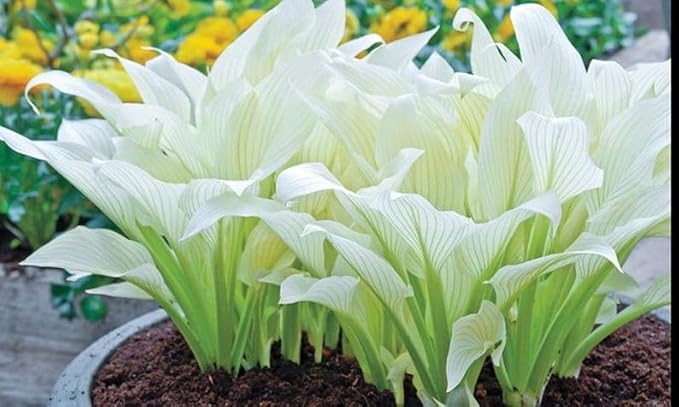 Amazing Deal - 24 Hosta Bare Roots Plants w/Planting Shovel - Mixed Heart-Shaped, Rich Green Foliage, Attracts Butterflies, Hummingbirds & Pollinators, Low Maintenance & Extremely Hardy - Zones 3–9