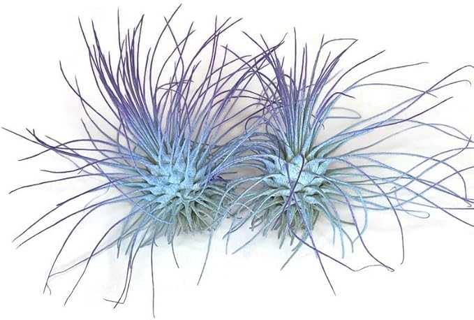Thin Air Plant, Guatemala Tillandsia Live Airplant, Healthy Arrival Guaranteed, Great Indoor Plant, Home Decor & Gift (2 Rainbow #5)