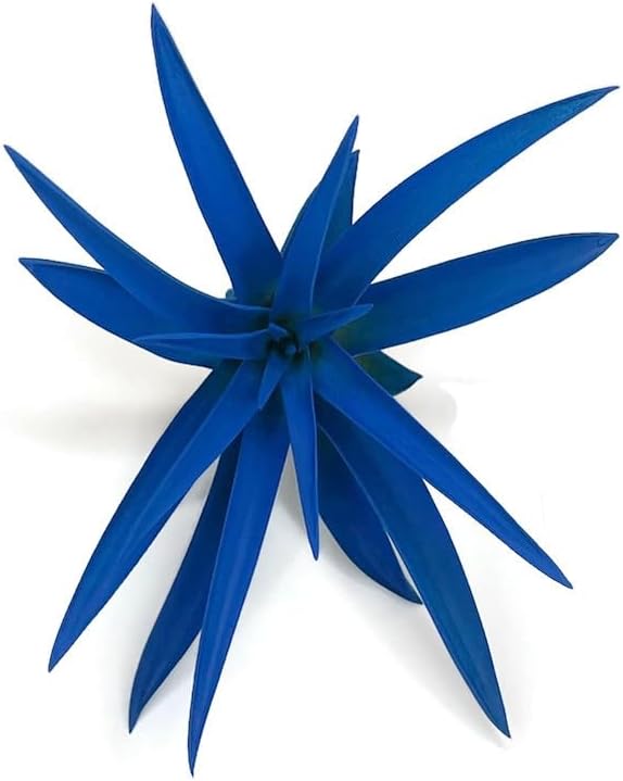 Colored Capitata Air Plant, Tillandsia, Airplant, Air Purification, House Plant, Home Decor & Gift, Live Plant (Blue)