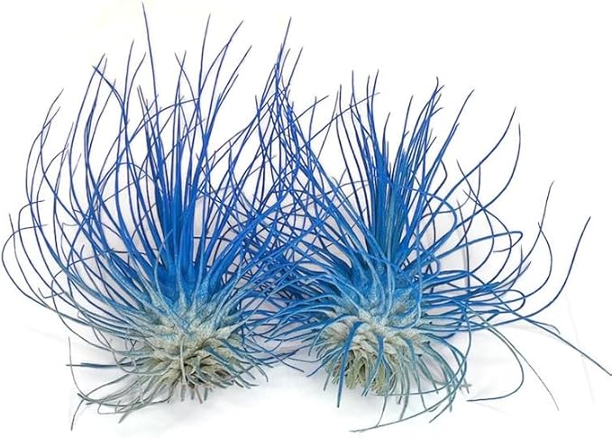 Thin Air Plant, Guatemala Tillandsia Live Airplant, Healthy Arrival Guaranteed, Great Indoor Plant, Home Decor & Gift (2 Blue)