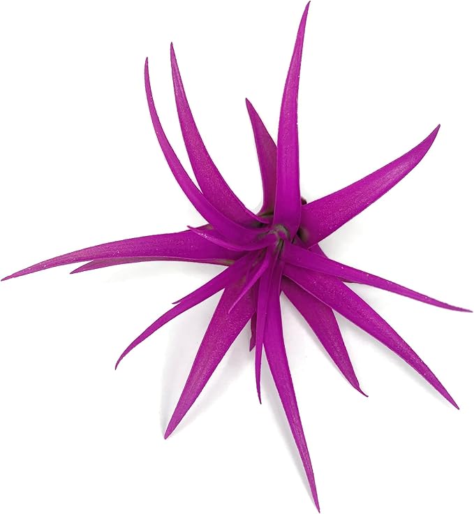 Colored Capitata Air Plant, Tillandsia Air Plant, Airplant, Air Purification, House Plant, Home Decor & Gift, Live Plant (Pink)