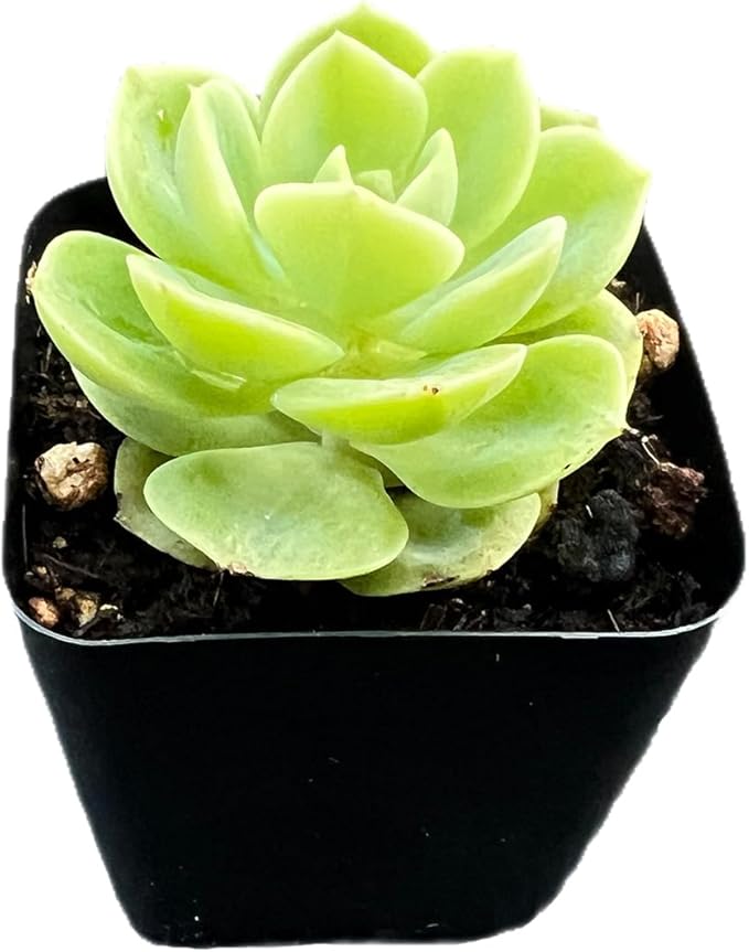 2" Rare Succulent Echeveria 'Honey Melon', Live Succulents Plants Fully Rooted in Grower Pots, for Wedding Favor, Party Favor