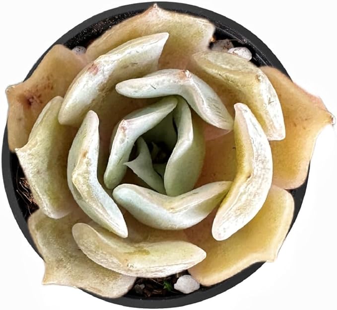 2" Rare Succulent Echeveria 'Desert Camels', Live Succulents Plants Fully Rooted in Grower Pots, Unique Gift for Wedding Favor, Party Favor