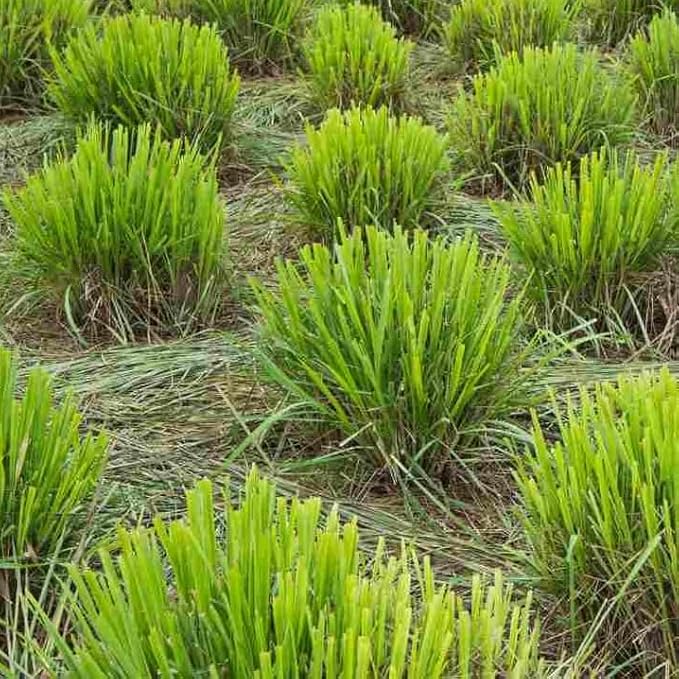 Lemongrass - Cymbopogon citratus. Live Plant. Fragrant, Fresh, Edible. Easy Grow. Indoor/Outdoor. (4 Lemongrass in Sac)