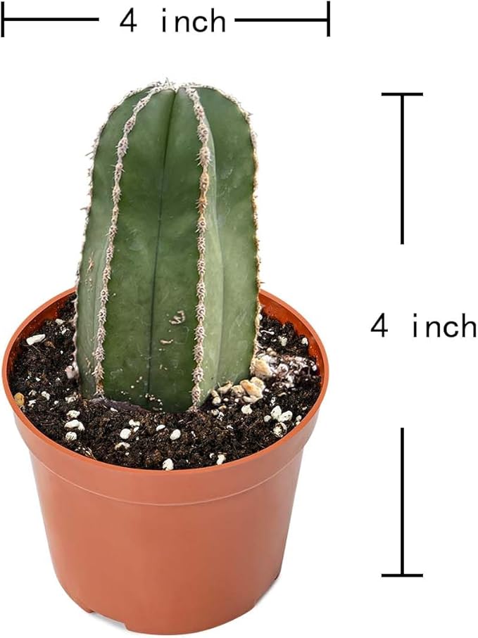 Live Succulents Mexican Fence Post Cactus (4-inch), Succulent Plants Fully Rooted in Pots with Soil, Easy-Care House Plant for DIY, Home Office Decor, Wedding Party Favor