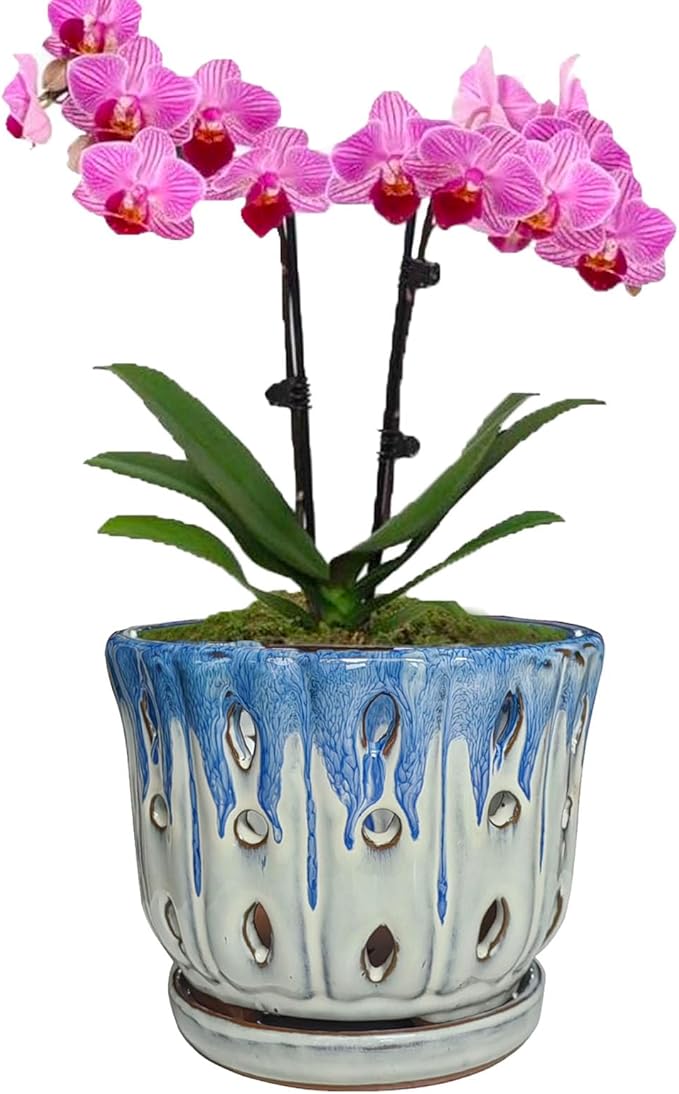 Ceramic Orchid Pot with Drainage Hole 6'' Orchid Planter (Blue Cover White)