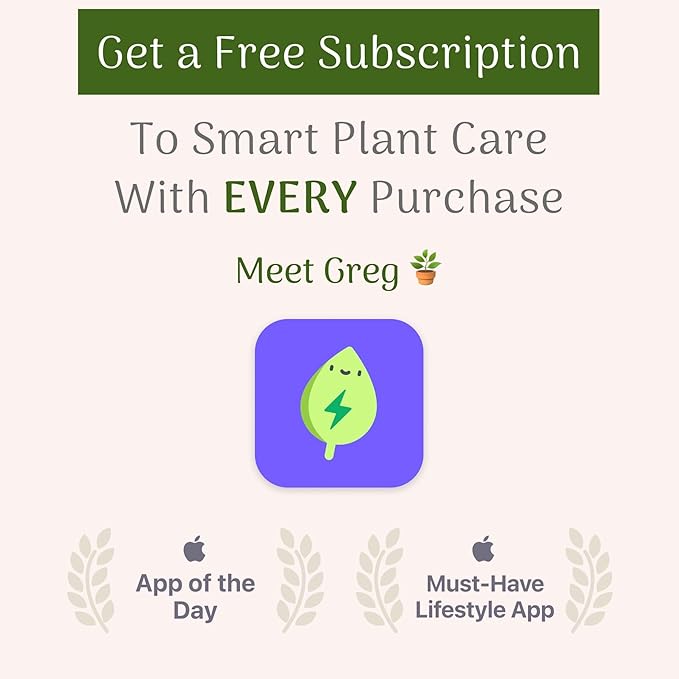 American Plant Exchange Ficus Ginseng Microcarpa – 4-Inch with Pot – Live Easy Care Bonsai Tree, Air Purifying Indoor Plant for Home, Office, or Zen Décor