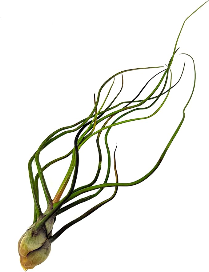 Air Plants - Flowering Tillandsia Bulbosa Guatemala, Large 3-5" - 1ct - Live Arrival Guaranteed - House Plants for Home Decor & Gift