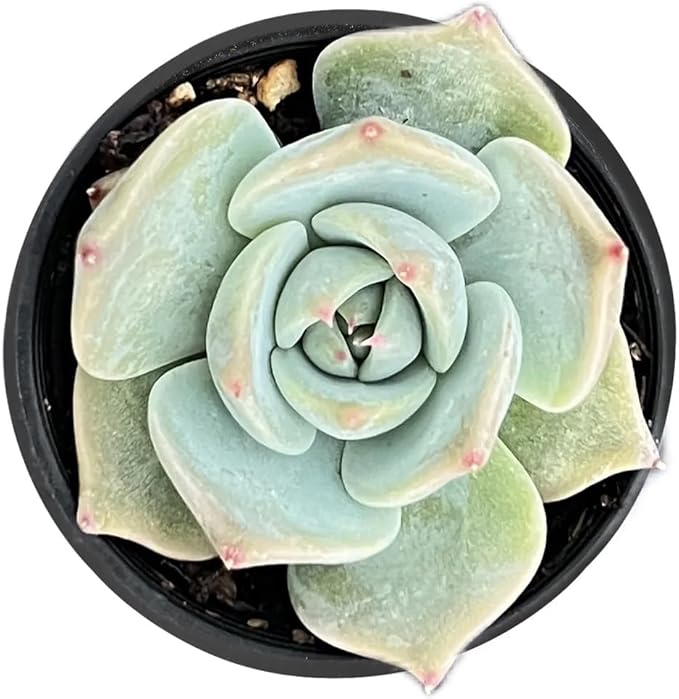 2" Rare Succulent Echeveria 'Bikachao', Live Succulents Plants Fully Rooted in Grower Pots, Unique Gift for Wedding Favor, Party Favor