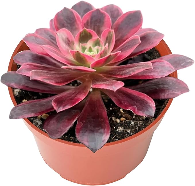 4-inch Succulent Aeonium 'White Wedding Dress', Live Succulents Plants Fully Rooted in Pots with Soil, Easy-Care House Plants for DIY, Home Office Decoration