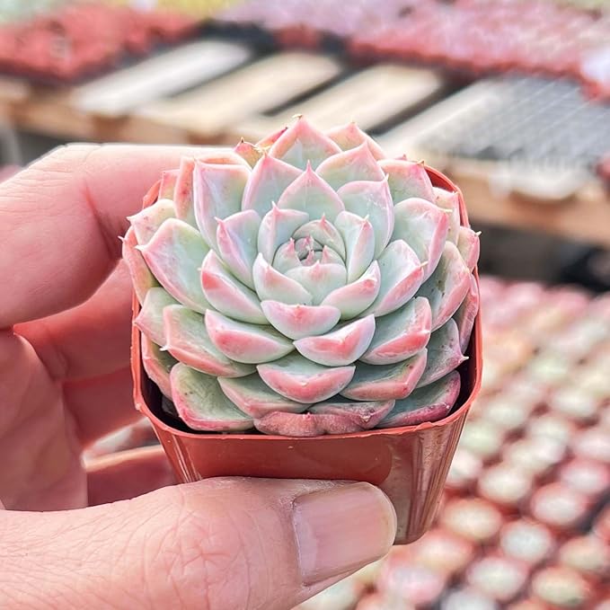 Live Succulent Echeveria 'Red Line Queen', Approx 2-inch Large, Potted Succulents, Fully Rooted, Easy Care House Plants