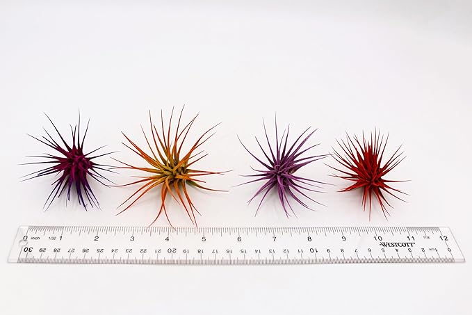 Dyed Tillandsia Ionantha Guatemala Enhanced Colored Colorful Air Plant Live Easy Care Indoor Outdoor Home Decor Gift Airplant by Awesome Industries Live Arrival Guaranteed (Sunrise)
