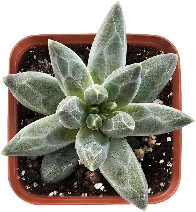 2" Rare Succulent pachyphytum compactum, Live Succulents Plants Fully Rooted in Grower Pots, Unique Gift for Wedding Favor, Party Favor