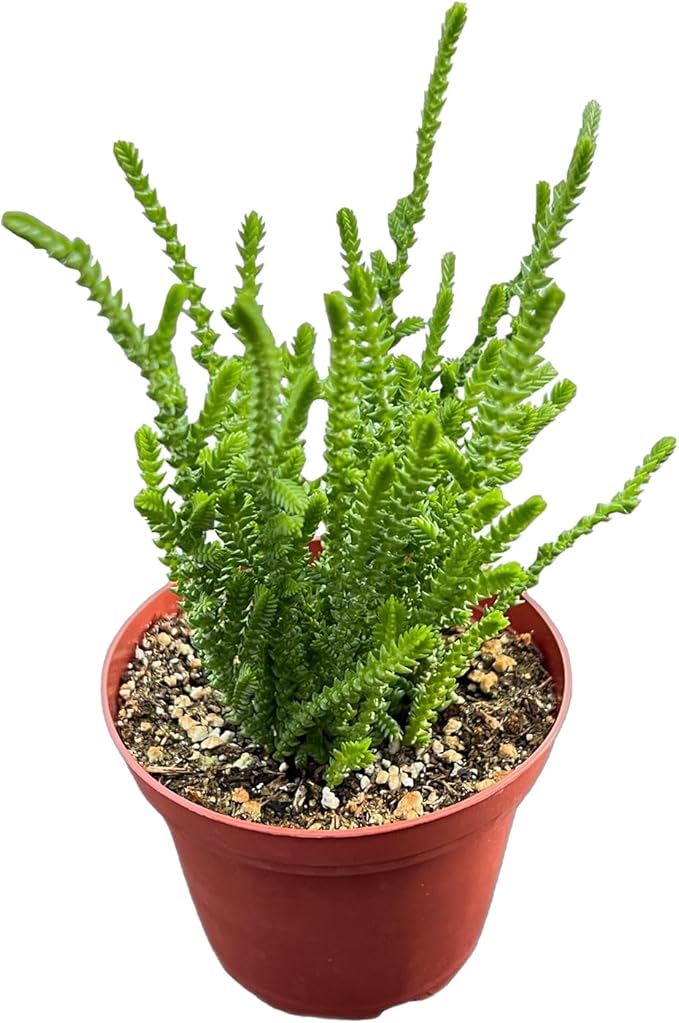 4-inch Succulent Crassula muscosa, Live Succulents Plants Fully Rooted in Pots with Soil, Easy-Care House Plants for DIY, Home Office Decoration