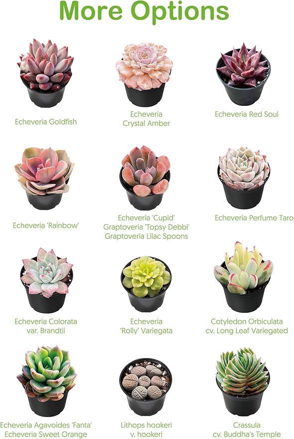 Live Succulents Aeonium 'Pink Wich' (4-inch), Succulent Plants Fully Rooted in Pots with Soil, Easy-Care House Plant for DIY, Home Office Decor, Wedding Party Favor
