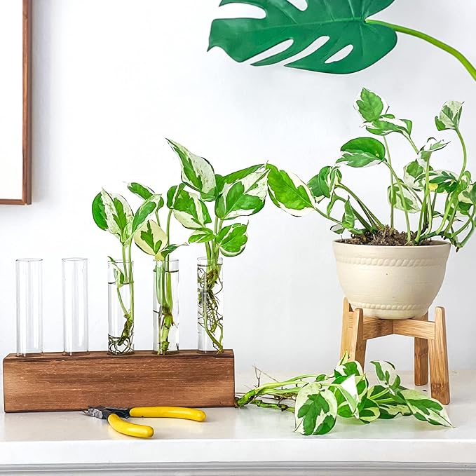 KAXYEW Plant Propagation Station, Plants Propagation Tubes, Gifts for Plant Lovers, Plants Cutting Holder Test Tube Vase Office Desk Garden Décor Gift for Her Mom Women Hydroponic Vase Gift Box