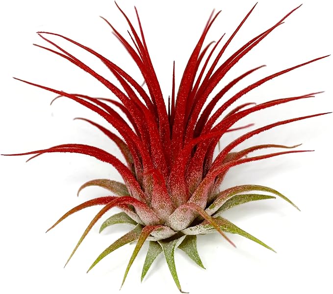Ionantha Guatemala Tillandsia Air Plant, Guatemala Tillandsia Live Airplant, Healthy Arrival Guaranteed, Great Indoor Plant, Home Decor & Gift (Red)