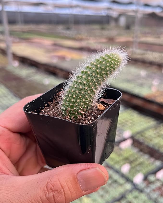 Rare Cactus Plants, 2" Monkey Tail Cactus, Live Succulent Cacti Plants Fully Rooted in Grower Pots, Easy Care House Plant