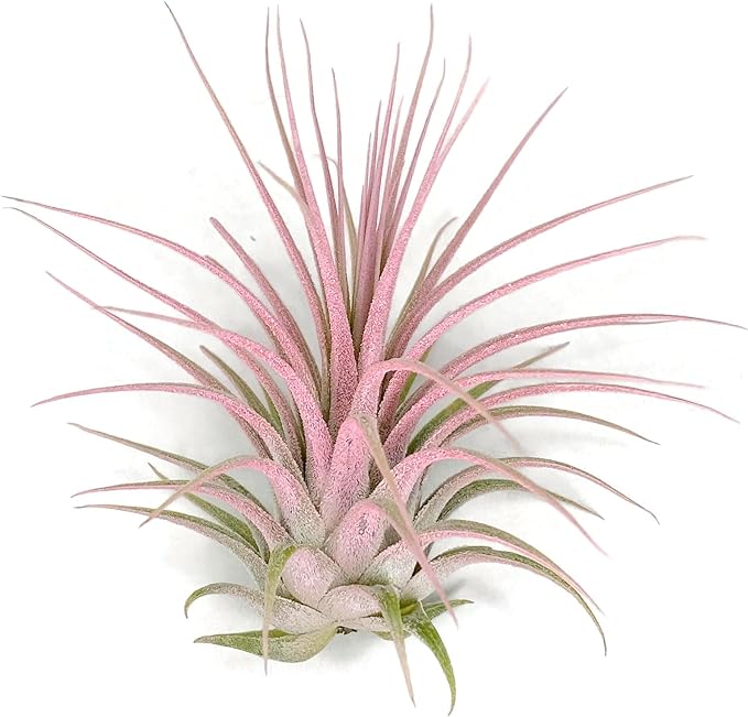 Ionantha Guatemala Tillandsia Air Plant, Guatemala Tillandsia Live Airplant, Healthy Arrival Guaranteed, Great Indoor Plant, Home Decor & Gift (Light Pink)