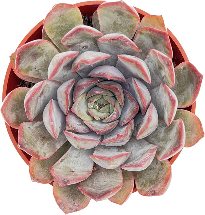 Live Succulent Plants Echeveria 'Dark Ice', Easy Care Potted Succulents, Approx 4" D x 4" H, Indoor Houseplant, Unique Gifts, Home Office Décor