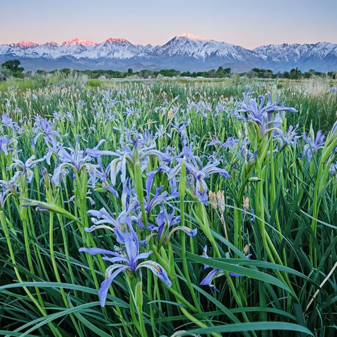 Wild Iris (Iris missouriensis) Seeds | 400+ Non-GMO Wildflower Seeds for Pollinators, Perennial Flowers for Meadows, Gardens