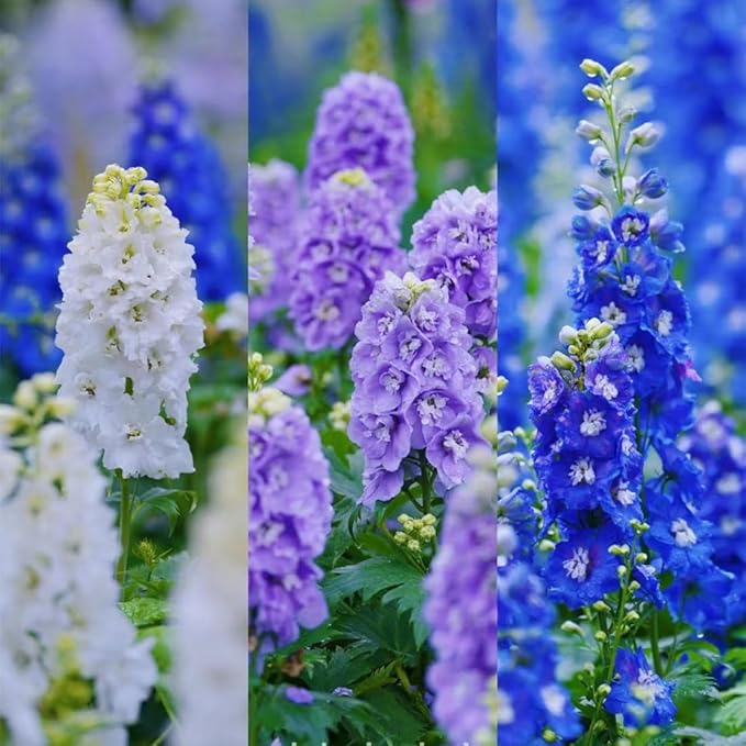 Consolida Ajacis Larkspur Flower Seeds Pack of 500+ Flower Seeds for Planting