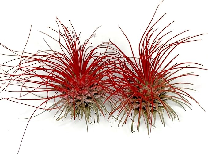 Thin Air Plant, Guatemala Tillandsia Live Airplant, Healthy Arrival Guaranteed, Great Indoor Plant, Home Decor & Gift (2 Red)