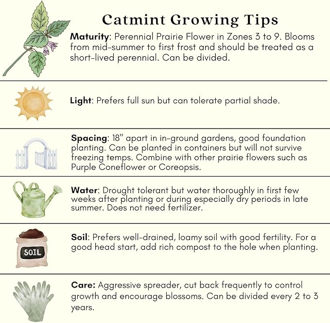 Clovers Garden Catmint (Nepeta) Plants – Two (2) Live Plants – Non-GMO - Not Seeds - Each 4" to 8" Tall – in 4" Inch Pots – Natural Mosquito Plant - Hardy Flowering Perennial Herb, Pollinator Favorite