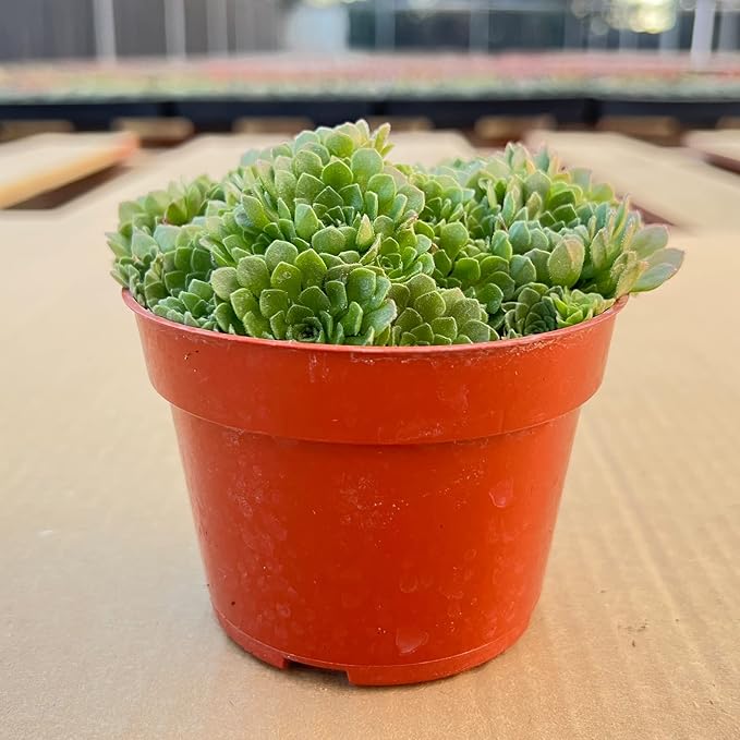 4-inch Succulent Rosularia platyphylla (4-inch), Live Succulents Plants Fully Rooted in Pots with Soil, Easy-Care House Plants for DIY, Home Office Decoration