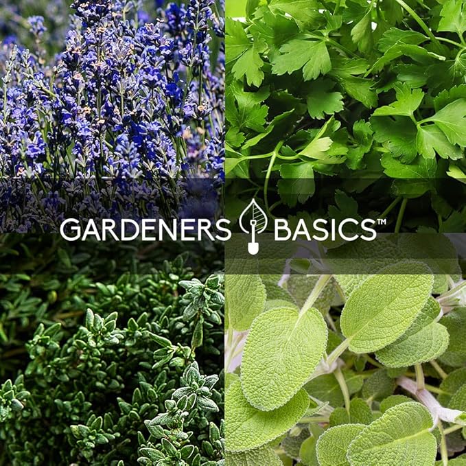 Gardeners Basics Complete Medicinal Herb Seeds for Planting Collection - 35 Best Herbs Variety Pack for Teas and Home Remedies - Indoor, Outdoor, Hydroponic Herbal Herbalist Seed - Non-GMO, Heirloom