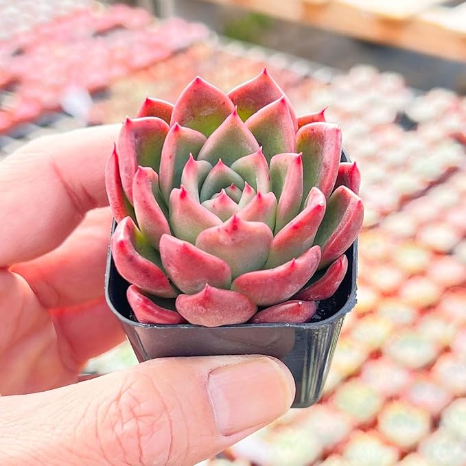 Live Succulent Echeveria Agavoides 'Calistos', Approx 2-inch Large, Potted Succulents, Fully Rooted, Easy Care House Plants