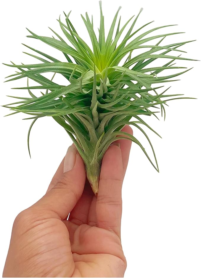 Air Plants - Flowering Tillandsia Pink Paske Large 5" - 1ct - Live Arrival Guaranteed - House Plants for Home Decor & Gift