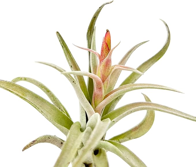 Air Plants - Flowering Tillandsia Harrisii, Large 3-5" - 3ct - Live Arrival Guaranteed - House Plants for Home Decor & Gift