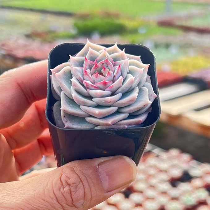 Live Succulent Echeveria 'Red Velutinous' Sugar Heart, Approx 2-inch Large, Potted Succulents, Fully Rooted, Easy Care House Plants