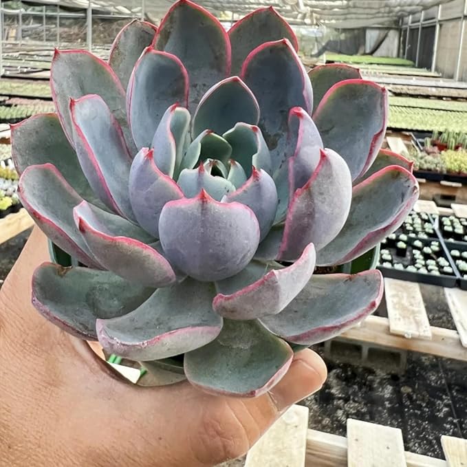 Live Succulent Plants Echeveria 'Herra', Easy Care Potted Succulents, Approx 4" D x 7" H, Indoor Houseplant, Unique Gifts, Home Office Décor