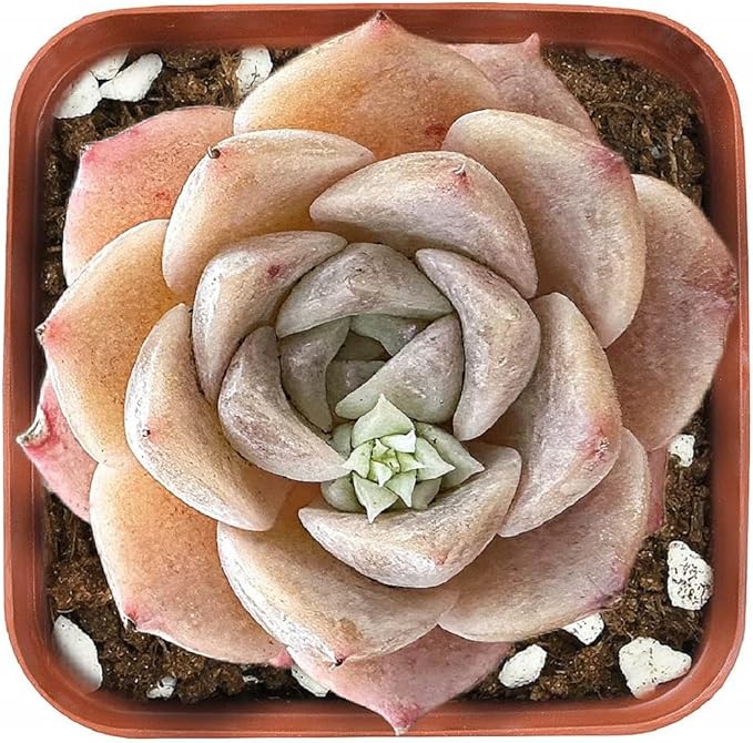 2" Rare Succulent Echeveria 'Grace', Live Succulents Plants Fully Rooted in Grower Pots, Unique Gift for Wedding Favor, Party Favor