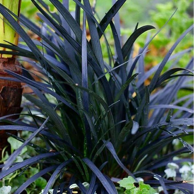 Pack 3 Fountain Grass Plants Live, 5-9 Inch Tall, Ornamental Grasses Live Plants Perennial, Well-Rooted Perennial Grass Clumps (Black Fountain Grass)