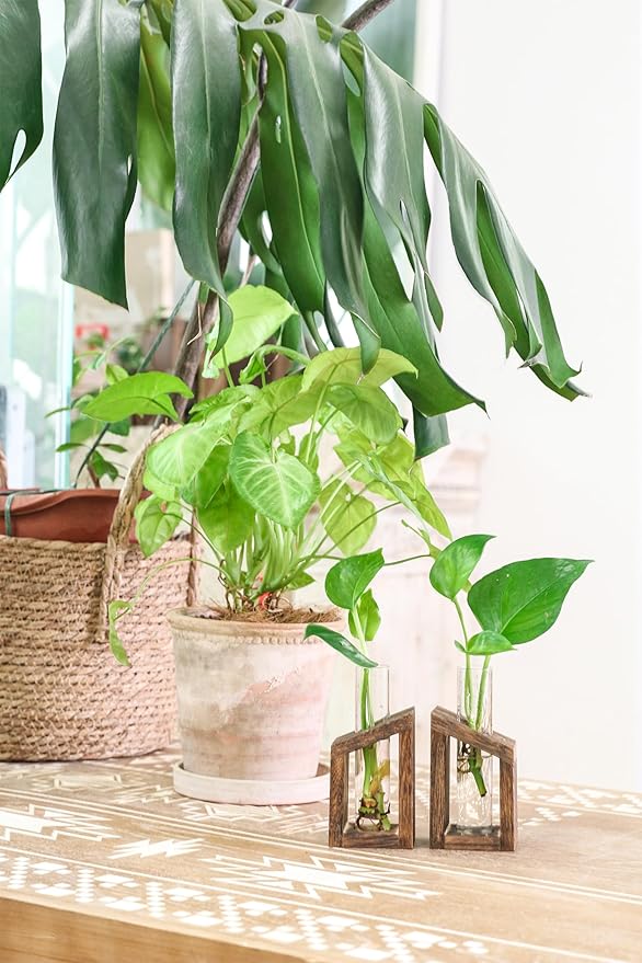 Ivolador Test Tube Propagation Stations Pothos Planter Terrarium Container Perfect for Propagating Hydroponic Plants Home Office Garden Decor Wedding -2 PCS