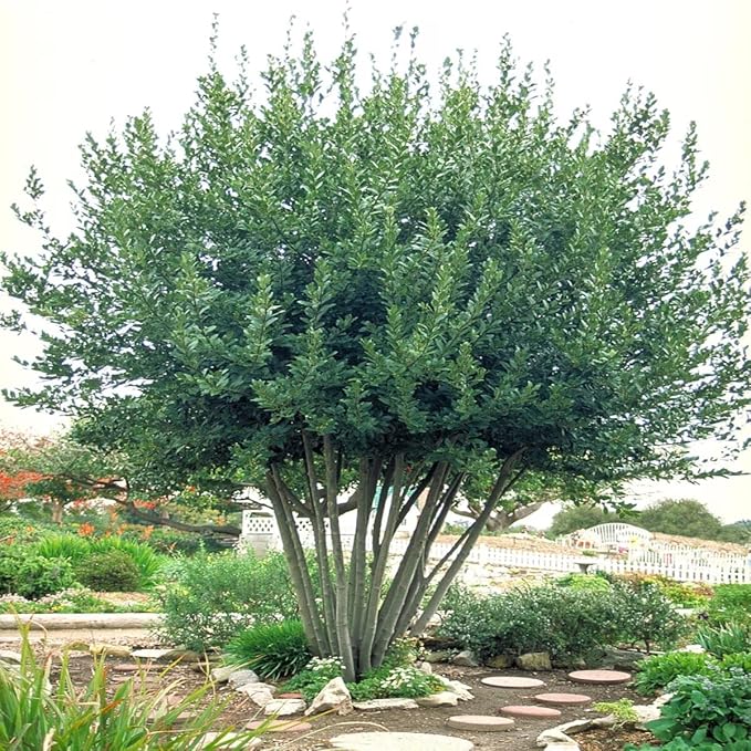 Mediterranean Bay Leaf, Bay Laurel Live Plant. Standard Variety - Laurus Nobilis. Live Plant. Fragrant, Fresh, Edible. Best for Ground Planting Outdoor. (4 Bay Laurel Plants in Sac)