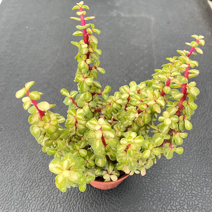 Live Succulent Plants Variegated Elephant Bush, Easy Care Potted Succulents, Approx 4" D x 10" H, Indoor Houseplant, Unique Gifts, Home Office Décor