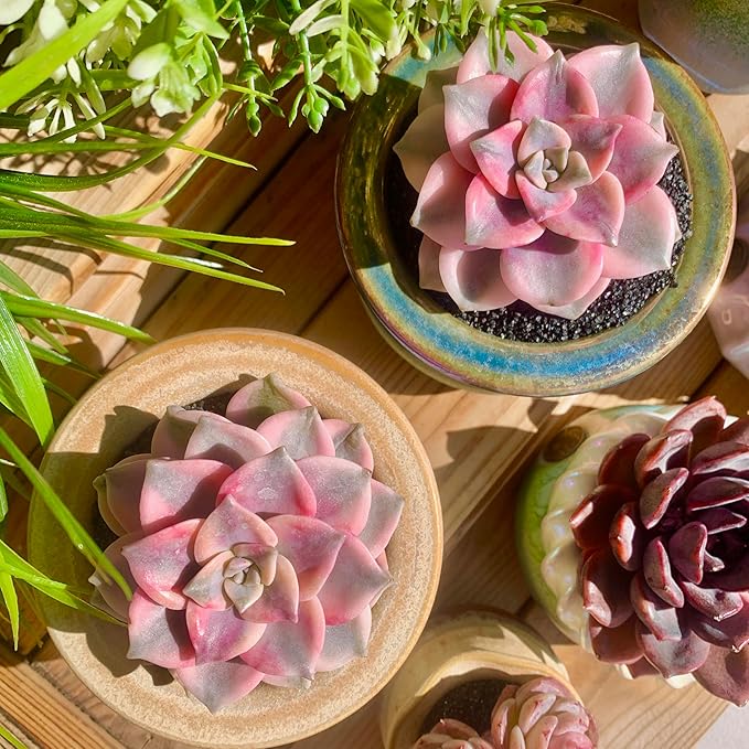 FWPP Live Succulents Plants Graptopetalum Purple Delight 2.5 inches,Rare Purple Succulents Bare Root Without Pot Soil, Live Plants Indoor Office Decoration Wedding and Gift