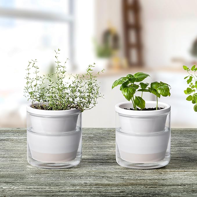 D'vine Dev 4 Inch Design Self Watering Planter for Indoor Plants, White Terracotta Pots with Cylinder Glass Cup, Set of 4, 37-Z-A-2-F