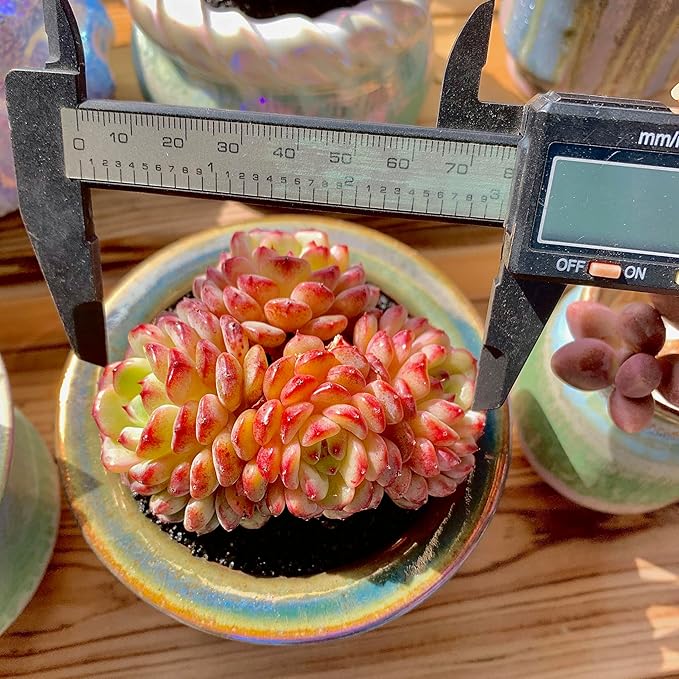 FWPP Suculentas Plant Live Echeveria Hani,Real Succulents Plants Live Red 3 inches Mini Succulents,Bare Root Without Pot Soil,Rare Succulent Plants Live Office Decoration Wedding and Gift