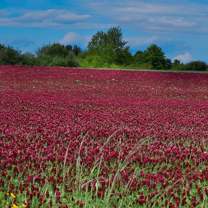 Outsidepride Crimson Clover Seeds - 1/4 lbs. Annual, Nitrocoated, & Inoculated Ground Cover Seeds, Ideal Clover Seed for Lawn, Cover Crop, Pasture, Hay, Green Manure & Wildlife Forage