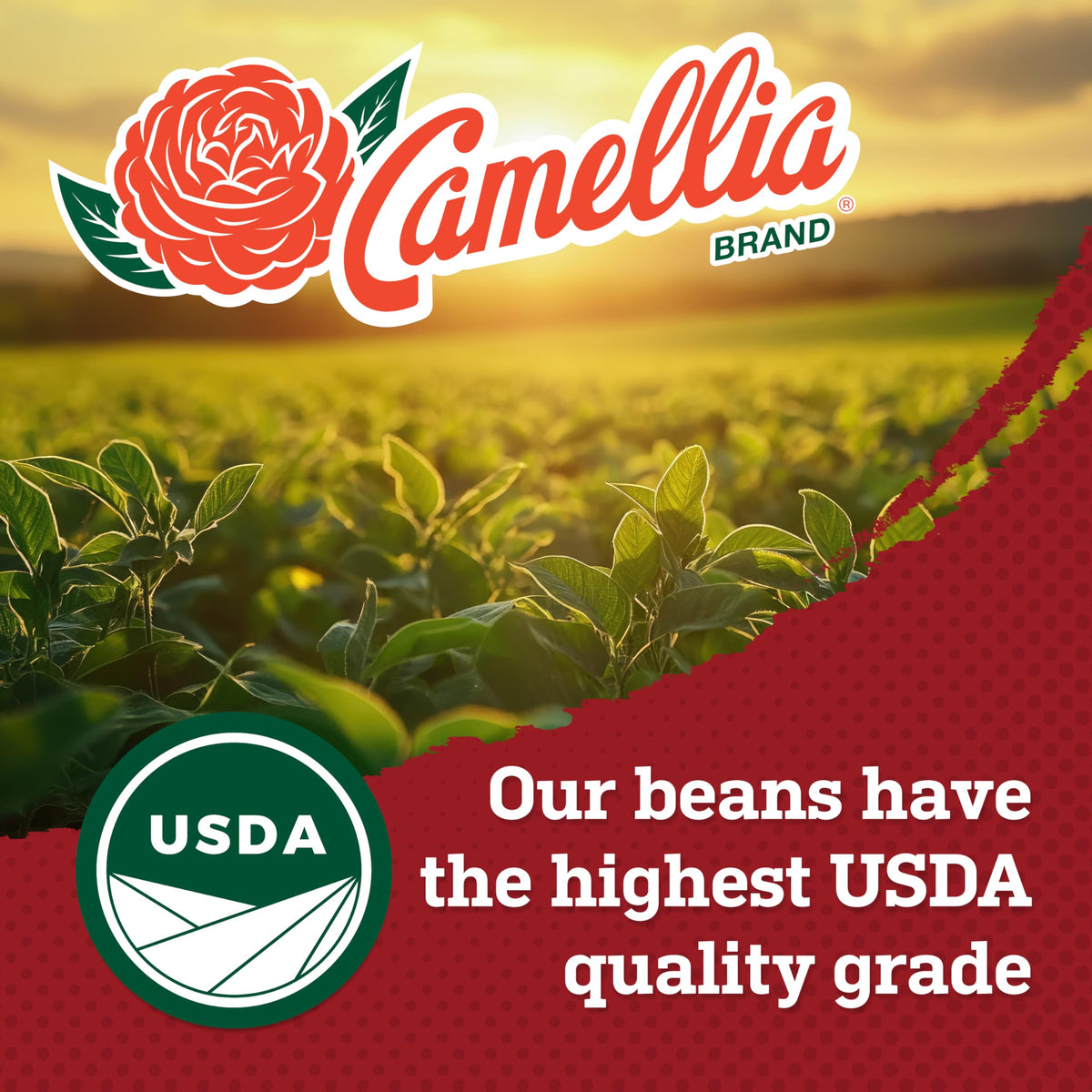Camellia Brand Dried Large Lima Beans – Premium Butter Beans, 6-Pack, Non-GMO, Gluten-Free