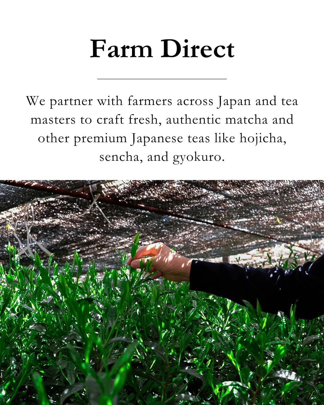 EMPTEA Sencha Loose Leaf Japanese Green Tea (Asamushi First Harvest, Organic) 2.82 oz – Floral, Lightly Steamed