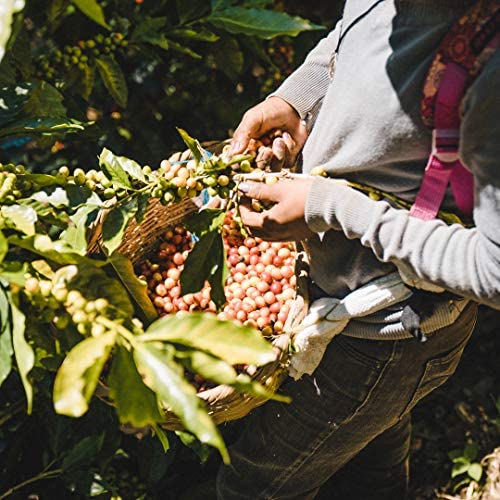 Fara Coffee Signature Roast Whole Bean — Medium/Dark, 2.2 lb